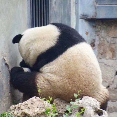 CocoINtaogent's profile picture. 