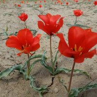 Khalid Waleed Baloch (@balochshah46365) 's Twitter Profile Photo