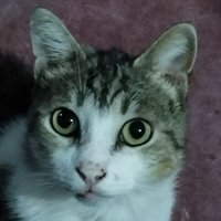 Rama (@rama_h_m) 's Twitter Profile