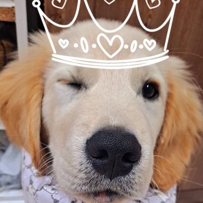 kangbs05700's profile picture. - The Shepherd manager -