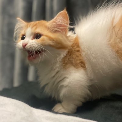 nktro_nkym's profile picture. 猫好きによる猫好きの為の猫アカウント #猫類皆兄弟