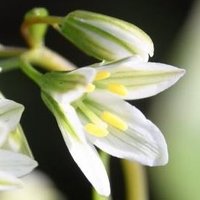 moto＠RP（風景・植栽の花などとRP）投稿はボチボチと (@motorttw) 's Twitter Profile Photo