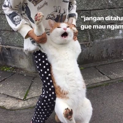 fluffyh00man's profile picture. Fluffy seperti nyonya puff