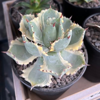 🌵Agave & Haworthia & Cactus & Dyckia🌵 ポケカ群馬 Hololive:くま🐏🚑👾🍬