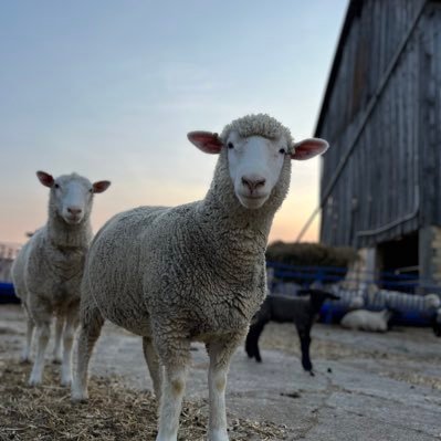 Grain and livestock farmer in Kerwood Ontario