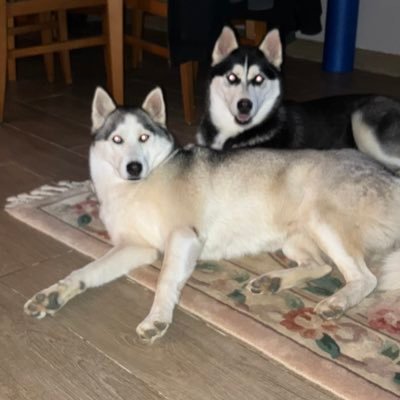 AltintasSuheyl's profile picture. 