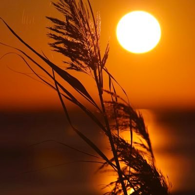 frances41967610's profile picture. Forza Milan ❤️🖤 Forza Ferrari 🏎️🏎️