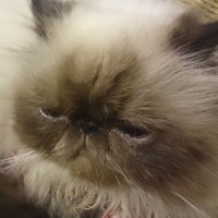ペパソム (@papersmm) 's Twitter Profile