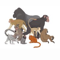 AmSoc Primatologists(@ASPvoice) 's Twitter Profile Photo