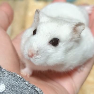 パールホワイトジャンガリアンハムスターのルルちゃんとの暮らし🐹ちいかわも好き❤
🌻2022.09生まれ🍼／2022.11.3〜2024.04.10🌈
🌻無言フォロー失礼します。🌻F/Bご自由にどうぞ😊ハム垢さんフォロバさせて頂きます！