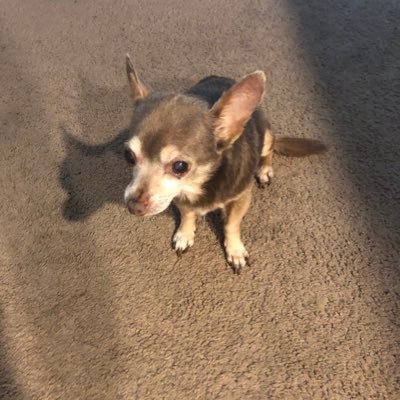 vertexx22's profile picture. young rook | 30x solo cc finalists, 0/90 @chelseafc @houstontexans @houstondynamo @houstonrockets @astros