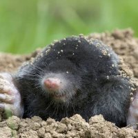 BatataComMelado (@batatacchi) 's Twitter Profile