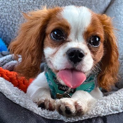 My rescue Cavalier pup Archie 🖤 Dec 2022
Art, travel and food adventures