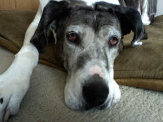 DaneBenatar's profile picture. @JLynnJohnston's Sexy Bitch.