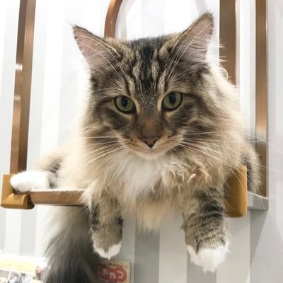 まなとさんのプロフィール画像