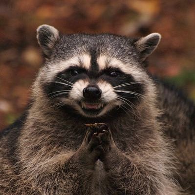 Account for the residential wall raccoons in Reddington Pines apartment complex