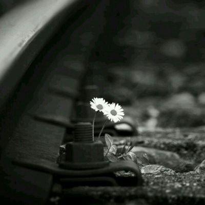 meriha_ir's profile picture. ...