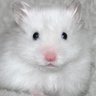 nyonye_nya's profile picture. 🐁 insta @ nyo_nyenya | contact : jwmaple615@gmail.com