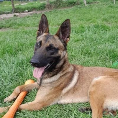 New Dawn Malinois Rescue was set up in 2017 as a breed specific Belgian Malinois Rescue after a huge rise in popularity.