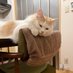 猫の樂太郎（らくたろう）です！ (@rakutaro0123) Twitter profile photo