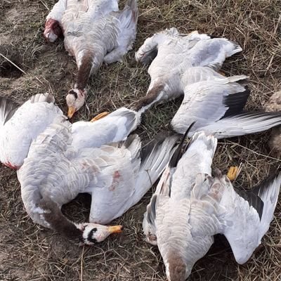 HUNTER51214's profile picture. My quality does not allow me to be part of a pack of dogs. A lion always hunts alone.