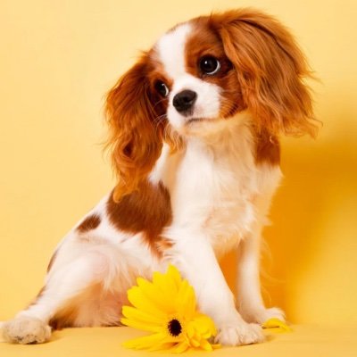 Papapapap41859's profile picture. Hey,my name is Precious and
I'm 14 I was wondering if anyone was in need of a dog walker
I'm really responsible and love
dogs,Dm me for info(located in D15)😁