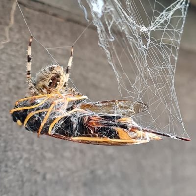 niknak4u2nv1's profile picture. Understanding life one day at a time.