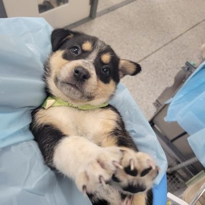 nomimew's profile picture. 🌷 just a soft little person 🌷 • 🌻 #1 racheltwt member & supporter 🌻