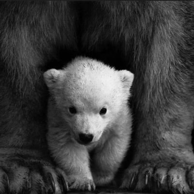 Canadian Mama Bear protecting those who stand behind me at ALL costs! If you aren't with me... you ARE against me!   💪❤🇨🇦