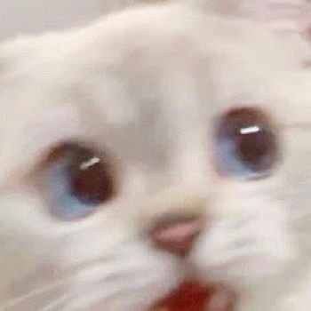 SomyaJindal9's profile picture. • she/her • 21
fan account