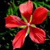 Texas Bluebonnet (@txblue_bonnet) Twitter profile photo Texas Bluebonnet (@txblue_bonnet) Twitter profile photo