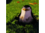eldi_el's profile image