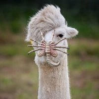 sugar soul (@sugar_soul_sf) 's Twitter Profile Photo