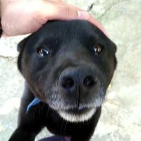 夜晚當隻好狗狗 (@s5701s5701) 's Twitter Profile Photo