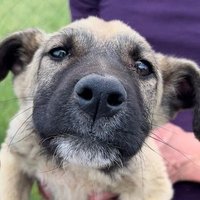 SUPPORT THE SHELTER ANIMALS (@aid_for_strays) 's Twitter Profile