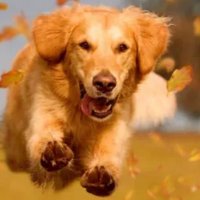 Help2Rehome Scotland 🐶🐱 (@h2rscotland) 's Twitter Profile Photo Help2Rehome Scotland 🐶🐱 (@h2rscotland) 's Twitter Profile Photo