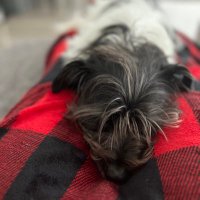 Adelaide Mendes (@a_mendesgoom) 's Twitter Profile