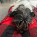 Adelaide Mendes - @A_MendesGoom - Twitter