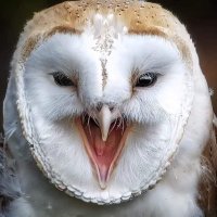 Owls Central🦉(@OwlsCentral) 's Twitter Profile Photo