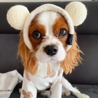 りのあ (@cavalier_linoa) 's Twitter Profile