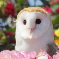 Lechuza Republicana 🇦🇷 (@randomowl9) 's Twitter Profile