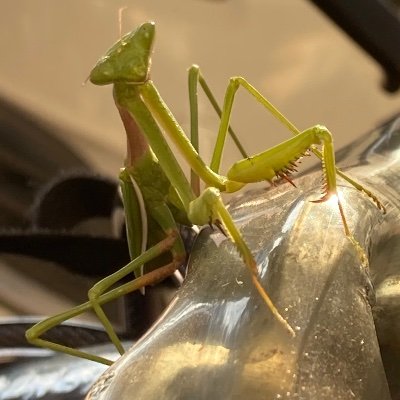 EnMantis Profile Picture