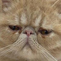 心理さん (@sinrisan1) 's Twitter Profile Photo