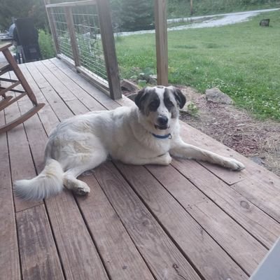 BosDan04's profile picture. constitutional conservative/ boston sports fan/ living in East Tennessee