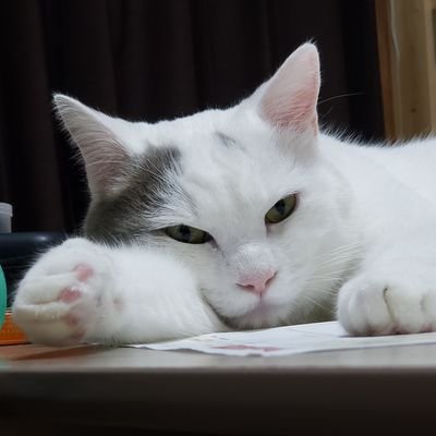 king_leo_ARK's profile picture. ARK︰ASAの公式鯖にてスローライフをしている只の猫です。建築大好にゃ
ARK実況配信によく出没します。
最近はAIとの会話にどっぷり沼ってます。
見かけても石を投げないで欲しいのにゃ