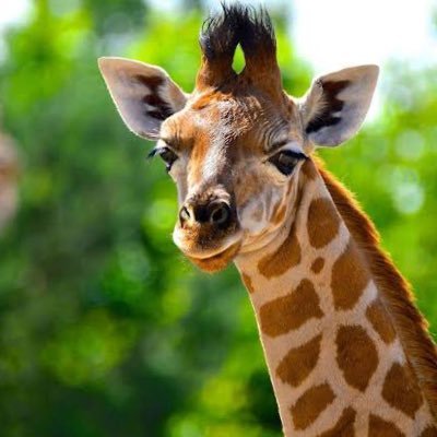 lilgrffe's profile picture. 