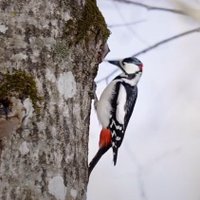 Woodpecker(@brandlytics) 's Twitter Profile Photo