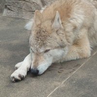 毒電波.com🐺 (@doku_com) Twitter profile photo