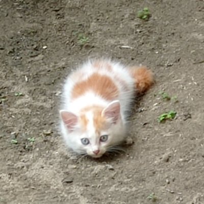 Takkkkkar's profile picture. 🍉🐱