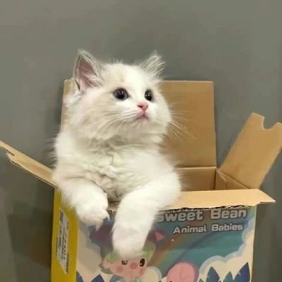 shl204636158168's profile picture. 